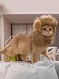 Cat Lion Headgear Pet Cute Funny Headdress Dress Up
