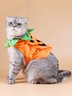 Animals & Pet Supplies Art Tiki Nylon Cat Outfit
