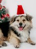 Christmas Dog Hat Red Christmas Headwear Pet Holiday Costume Matching